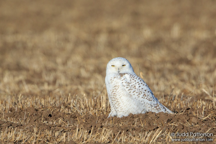 Snowy Owl, McPherson County, Kansas, United States